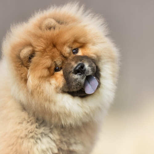 raza chow chow