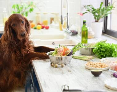 6 recetas de comida casera para tu perro