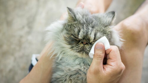 Recomendaciones para dormir con mi gato