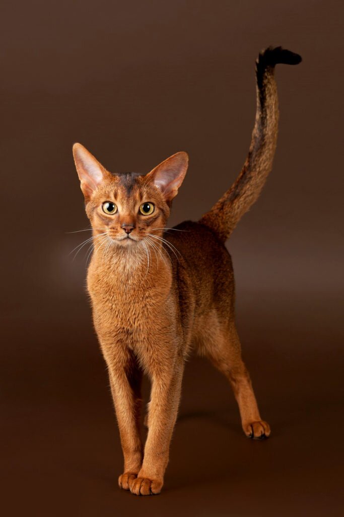 Gato Abisinio