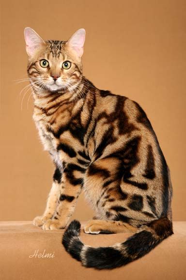 Gato Bengalí