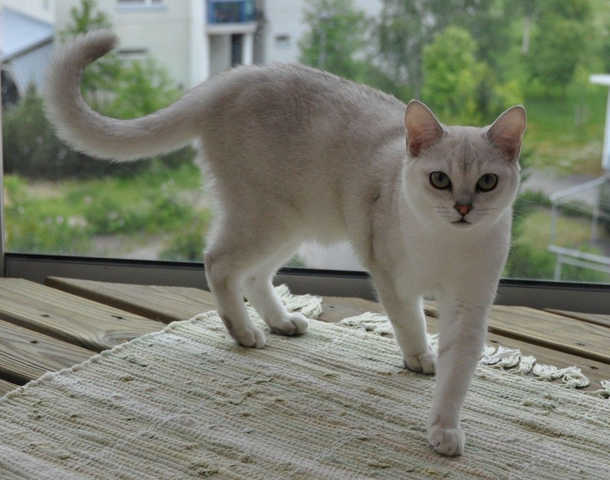 Gato Burmilla