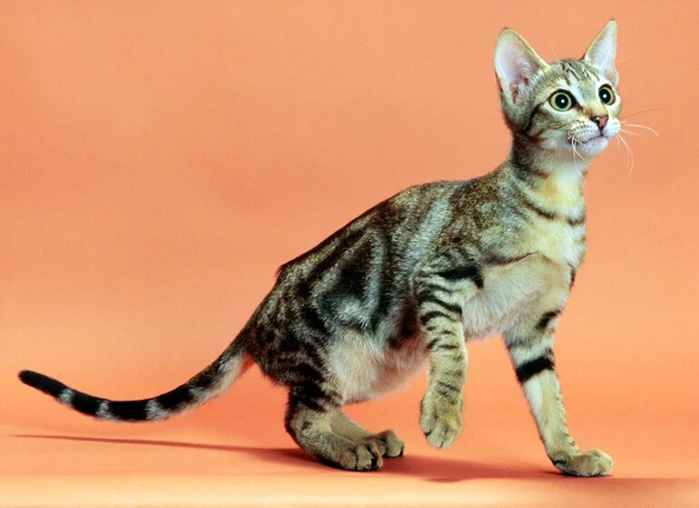 Gato Sokoke