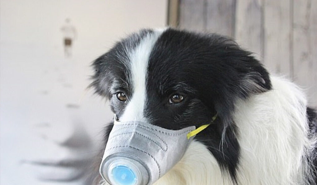 Perro con mascarilla