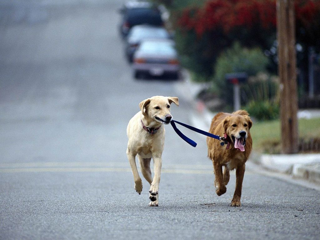 Paseo de mascota
