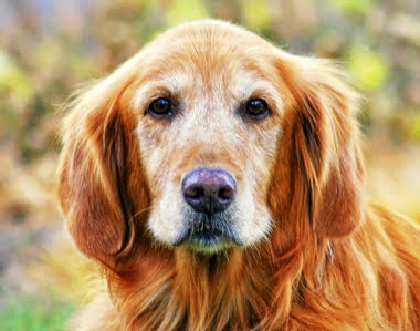 Golden retriever viejo