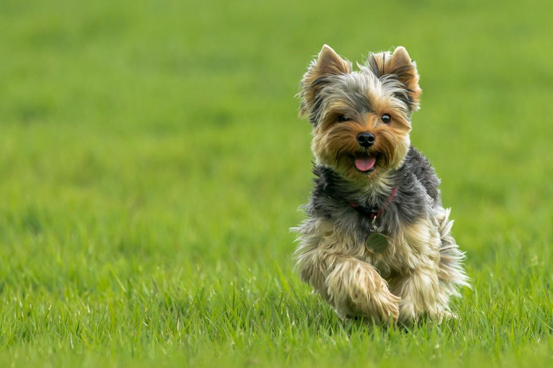 Razas de perros hipoalergénicos 