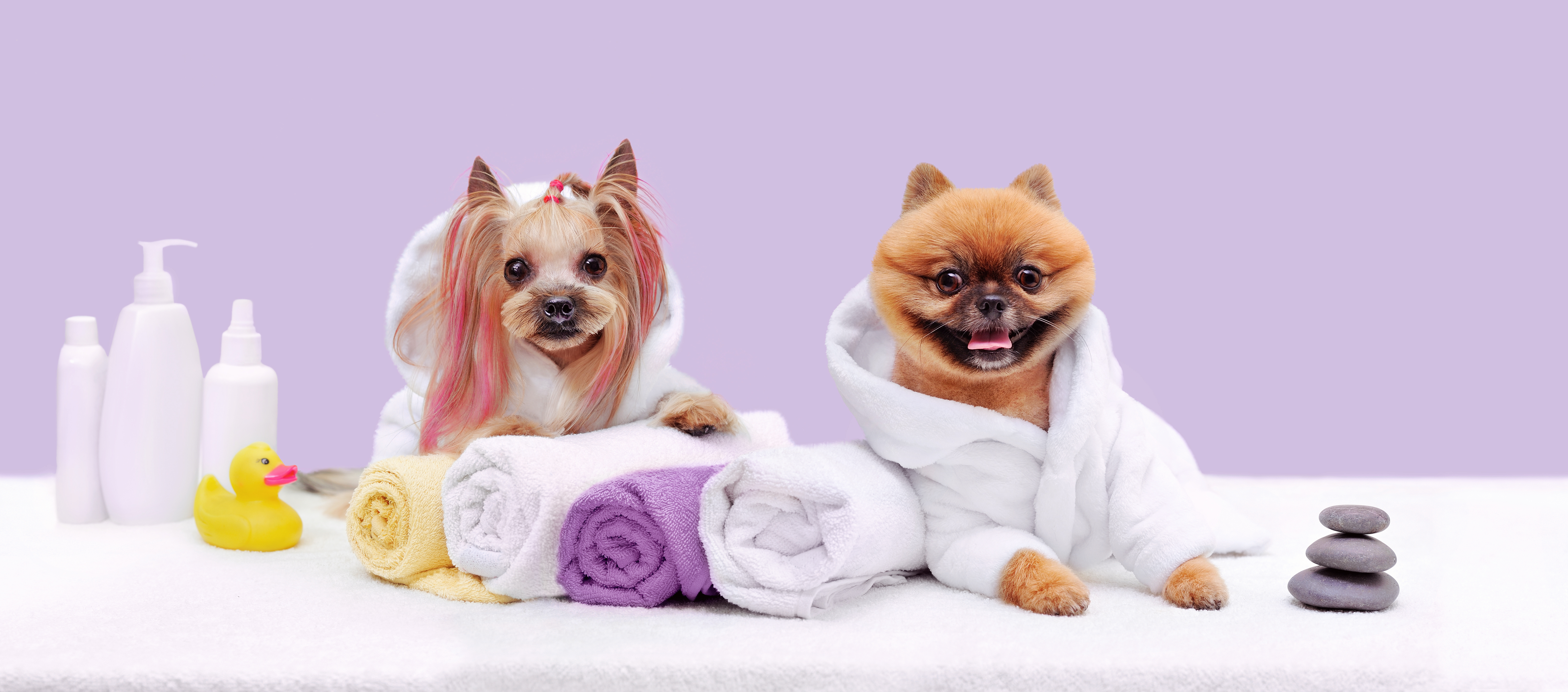 cachorros bañandose