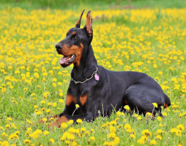 perro Doberman