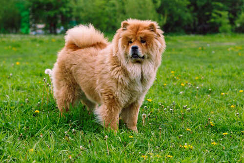 raza chow chow