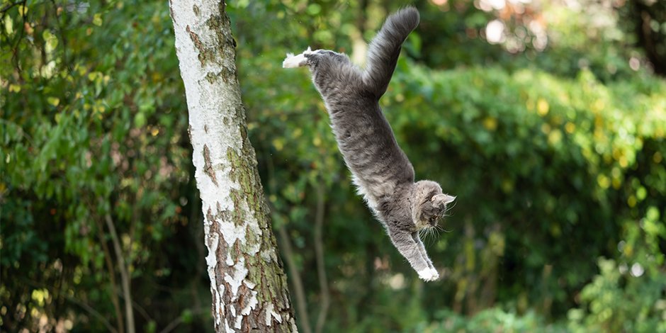 gato cayendo de un árbol