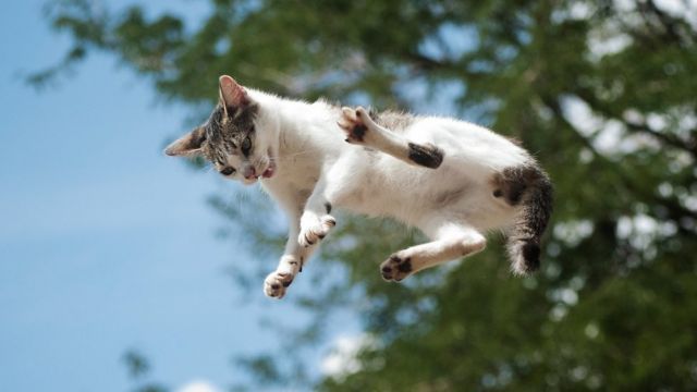 gato cayendo de un árbol