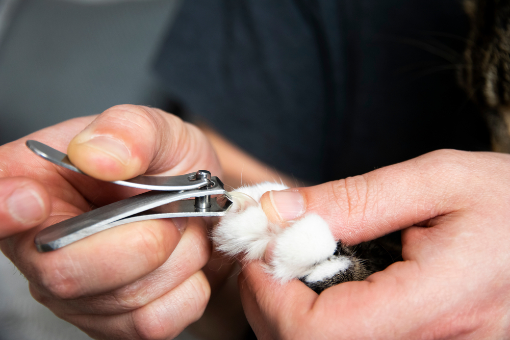 cortarle las uñas a mi gato