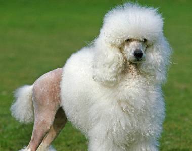 Todo sobre los French Poodle 