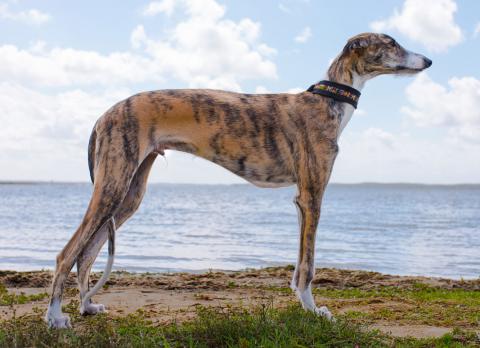 Razas de perros hipoalergénicas 