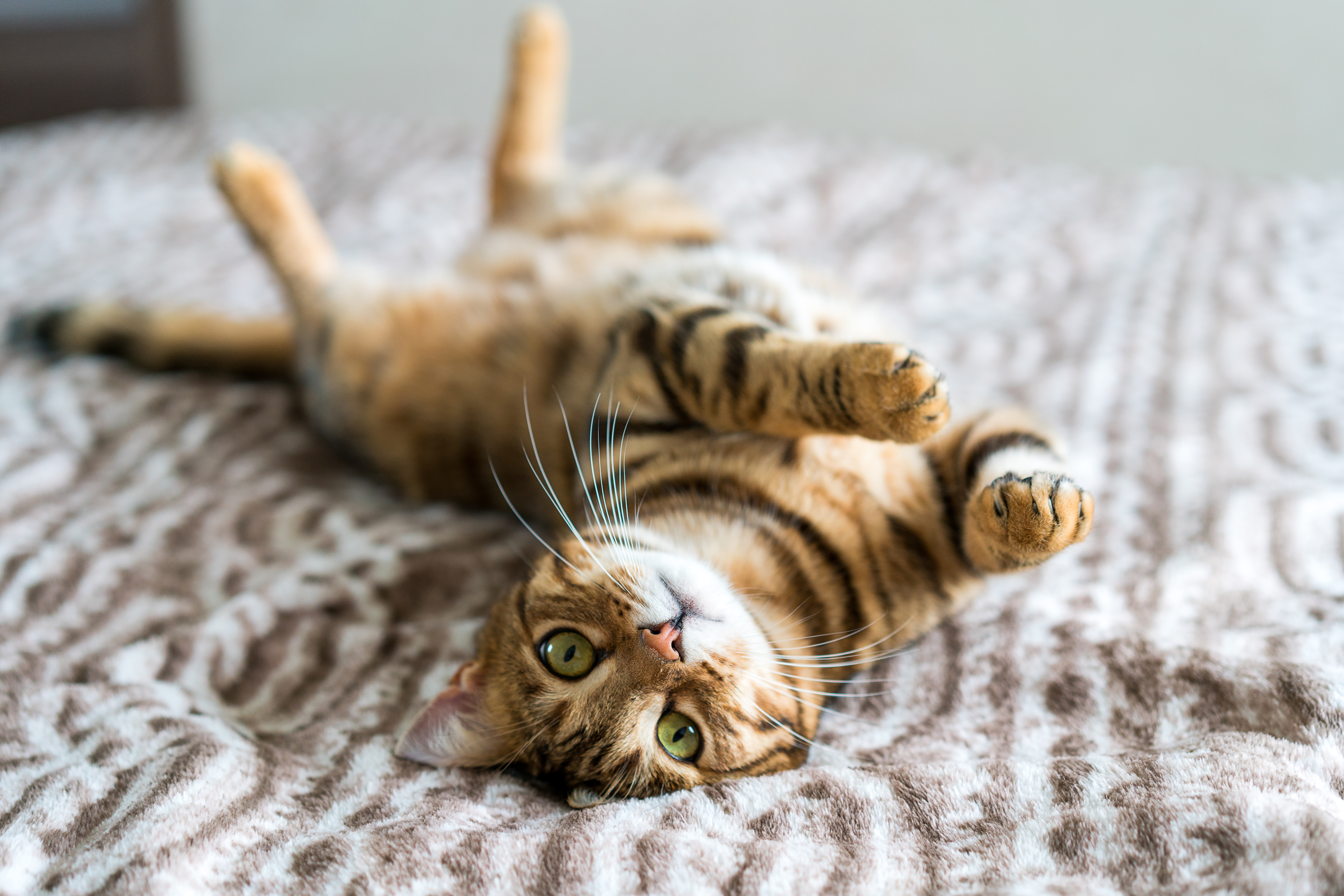 gato bengalí