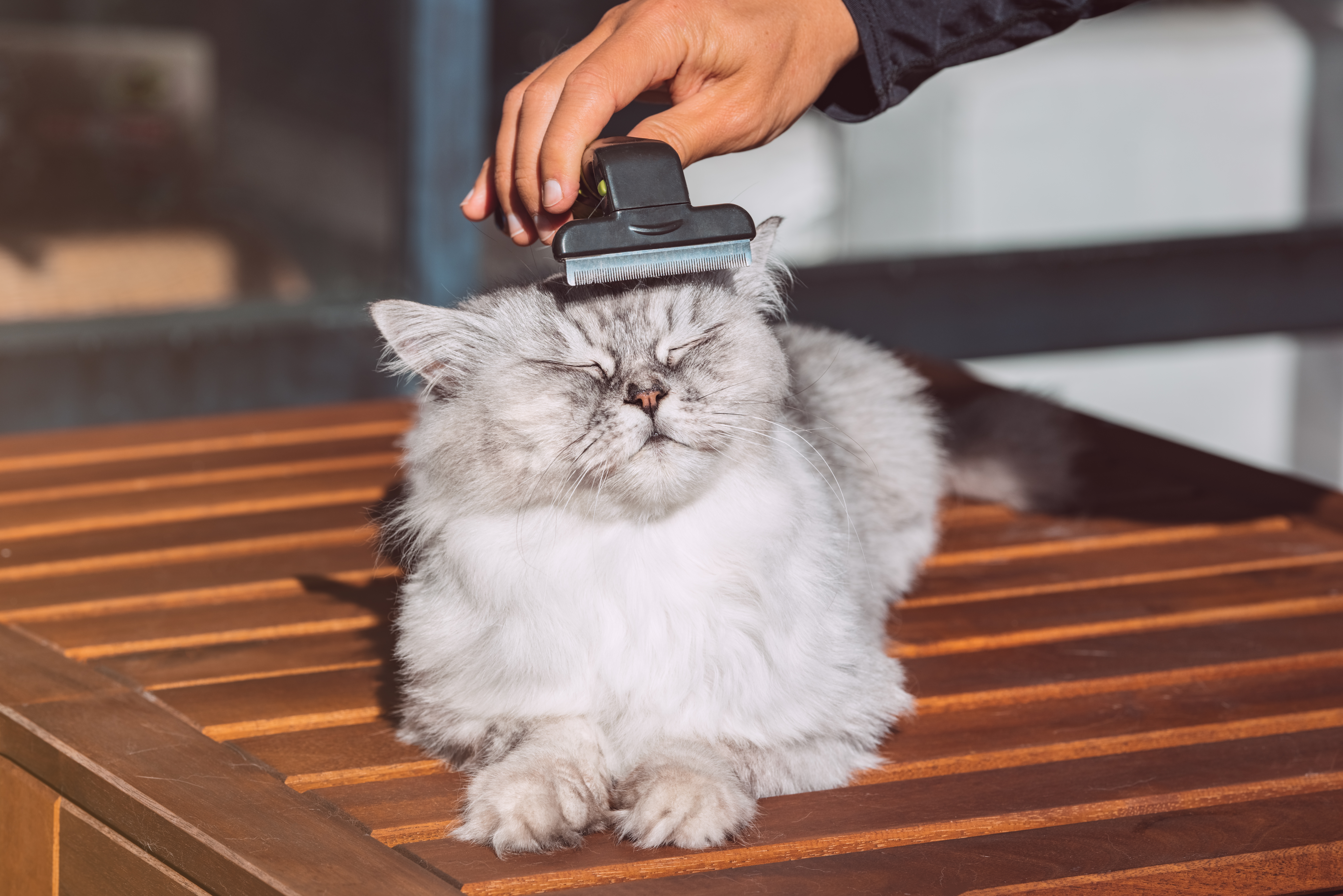 gato persa