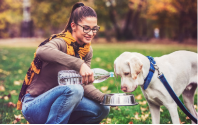 perro esperando a que le sirvan agua