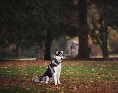 Todo sobre los Husky Siberiano 