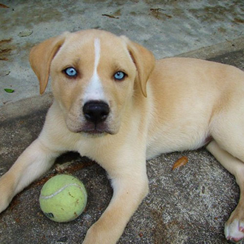 raza lasbky o huskador