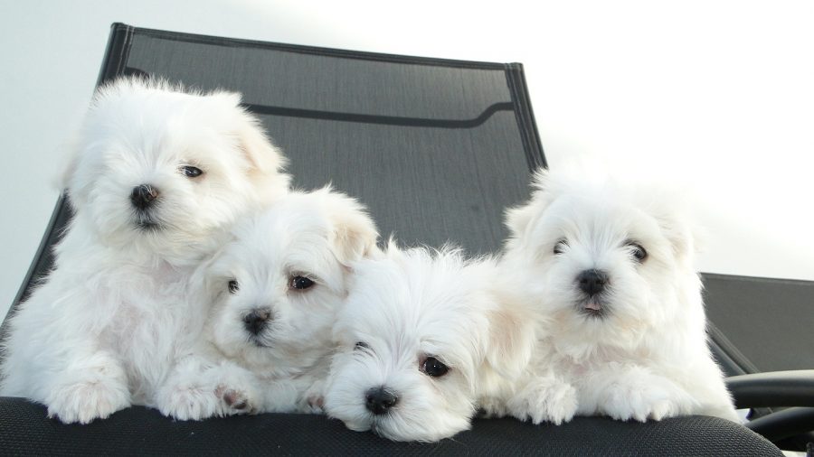 Razas de perros hipoalergénicas 