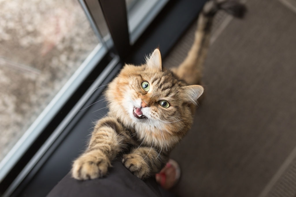 gatito maullando