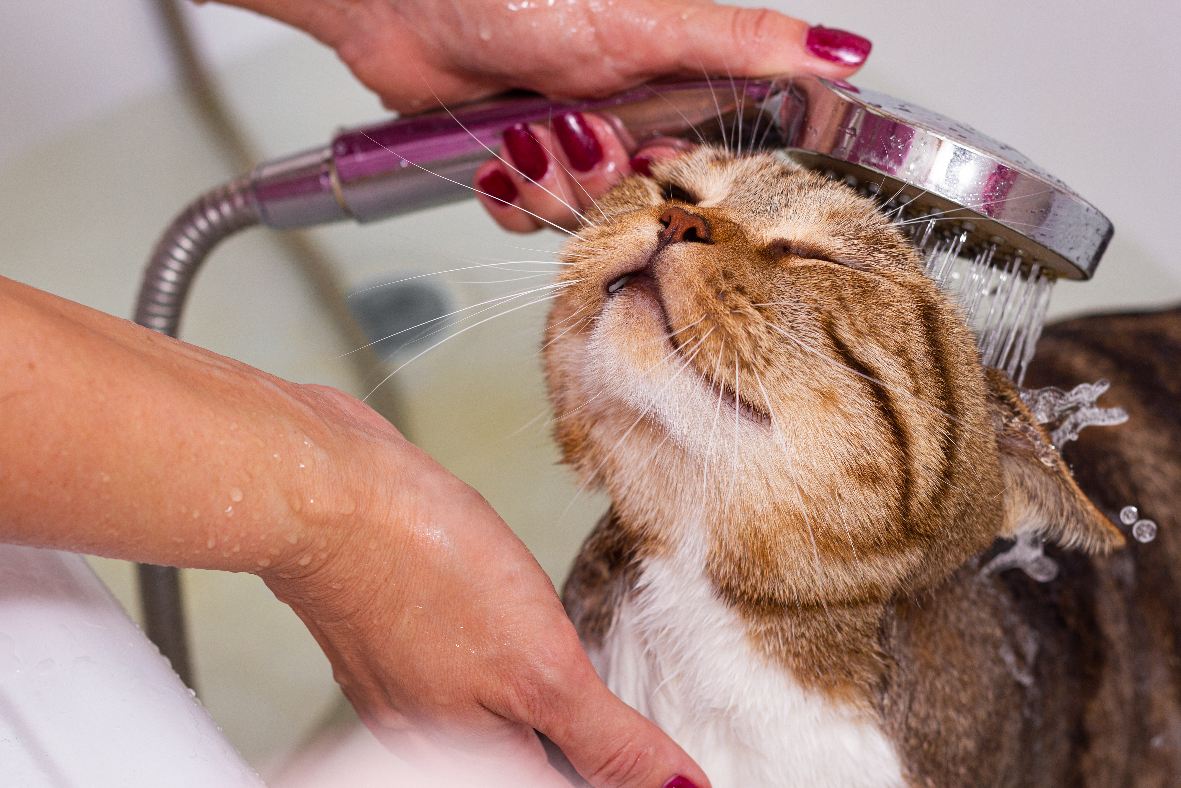 gato bañándose