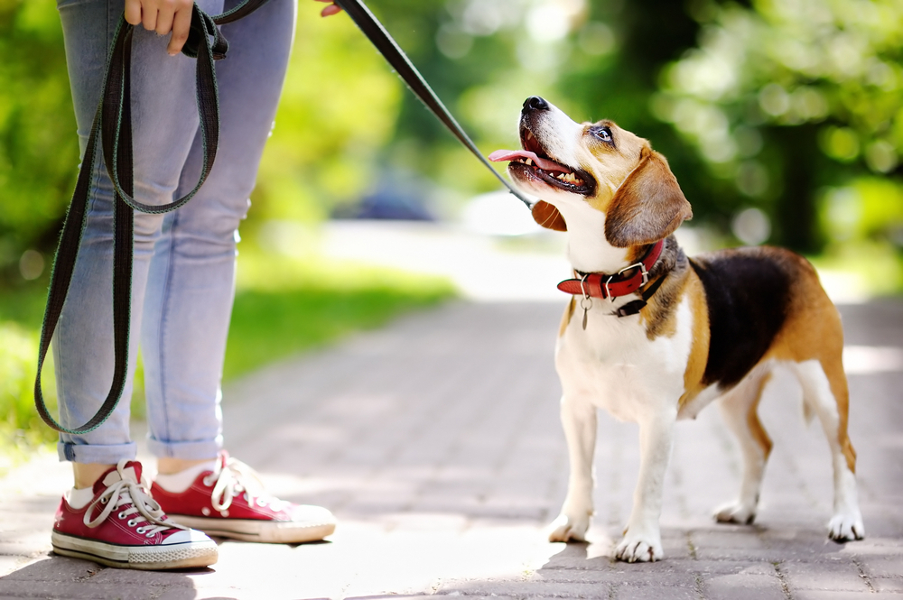 raza beagle