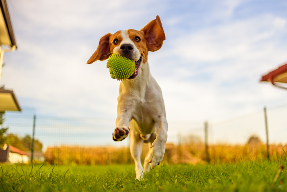 raza beagle