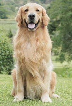Golden retriever