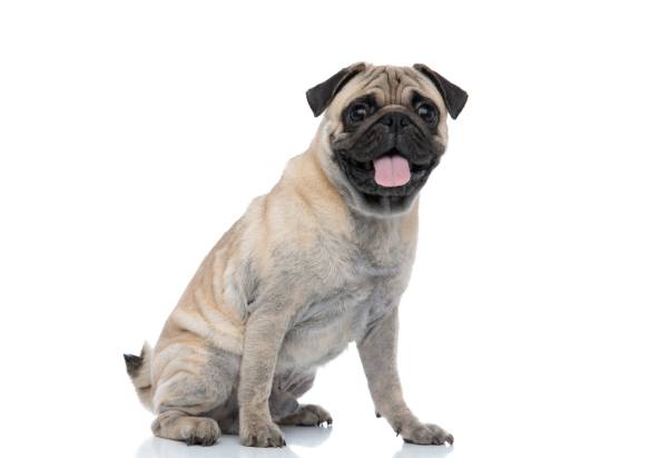 Todo sobre los Pug