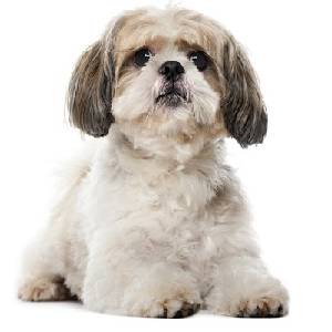 Perros Shih Tzu, conózcalos