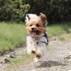 Yorky